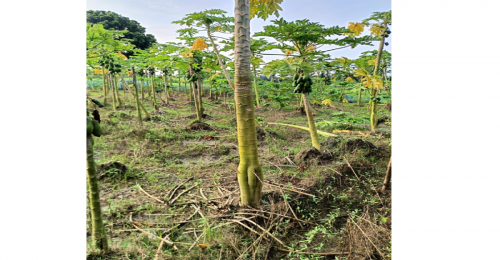অতিবৃষ্টিতে চুয়াডাঙ্গায় ৮৭২ হেক্টর জমির ফসল ক্ষতিগ্রস্ত 