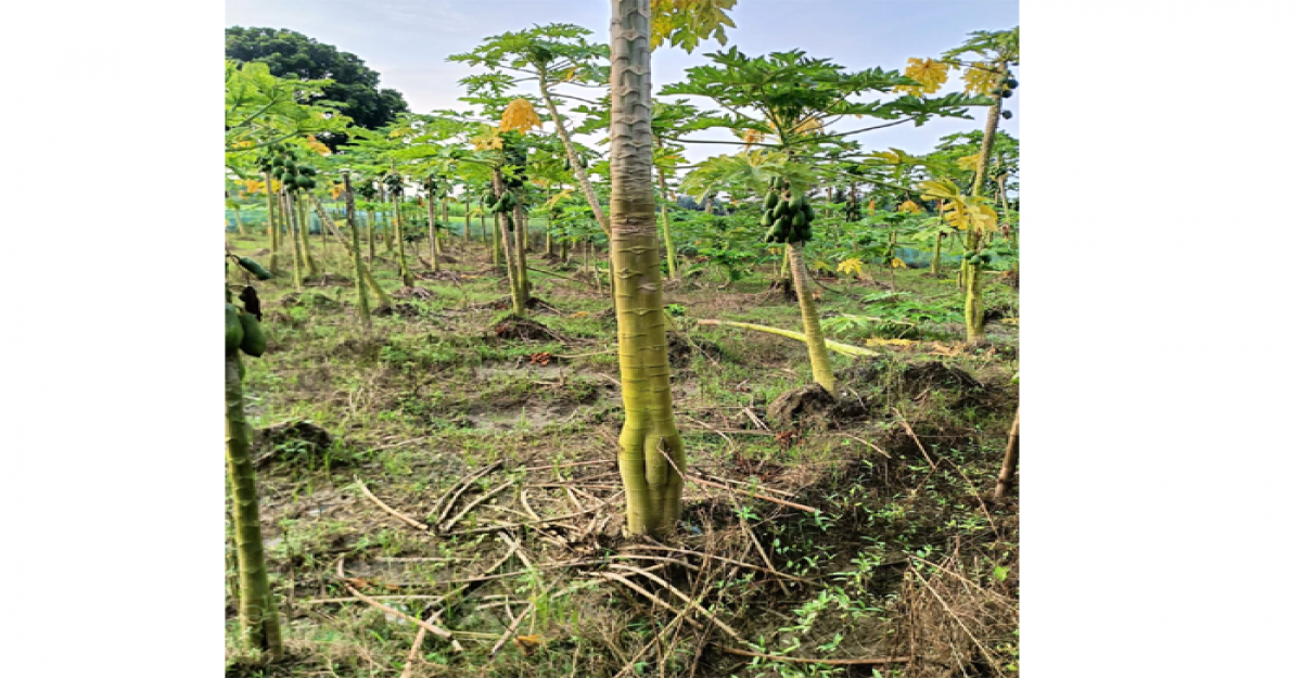 অতিবৃষ্টিতে চুয়াডাঙ্গায় ৮৭২ হেক্টর জমির ফসল ক্ষতিগ্রস্ত 