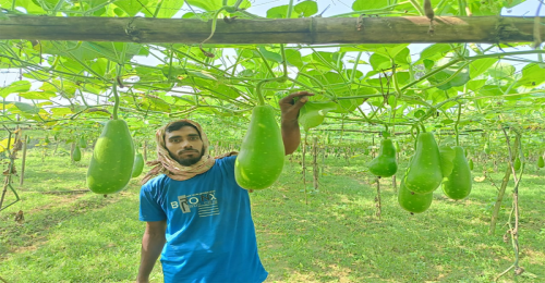 বর্ষাকালে মাচা পদ্ধতিতে সবজি চাষ