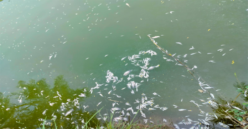 চুয়াডাঙ্গায় পুকুরে বিষ দিয়ে ৬ লাখ টাকার মাছ মেরে ফেলার অভিযোগ 