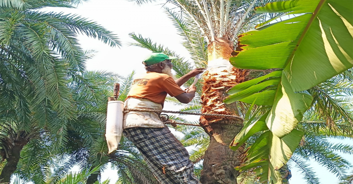 জীবননগরে শীতের আগমনী বার্তা, খেজুর গাছ প্রস্তুতে ব্যস্ত গাছিরা