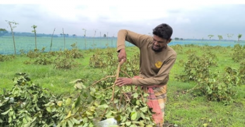জীবননগরে শত্রুতার জেরে ৩ শতাধিক পেয়ারা গাছ কেটে দিল দুর্বৃত্তরা