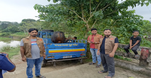 মদনে জুয়া খেলা থেকে ষাঁড় আটক