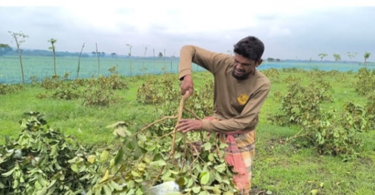 জীবননগরে শত্রুতার জেরে ৩ শতাধিক পেয়ারা গাছ কেটে দিল দুর্বৃত্তরা