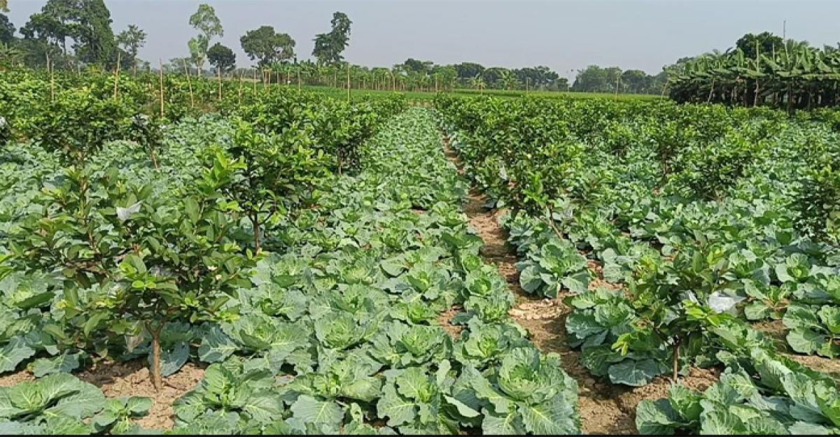  জীবননগরে সাথী ফসল চাষে আগ্রহ বাড়ছে চাষিদের