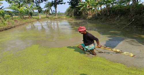 বোরো ধানের বীজতলা তৈরীতে ব্যস্ত জীবননগরের চাষিরা
