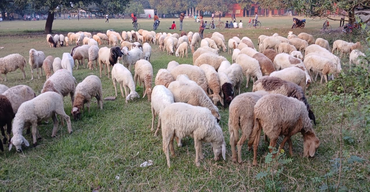 দামুড়হুদায় গাড়ল পালন করে সফল খামারি