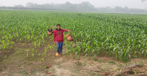 চুয়াডাঙ্গায় বাড়ছে শীত, তাপমাত্রা নামলো ১৩ ডিগ্রীতে