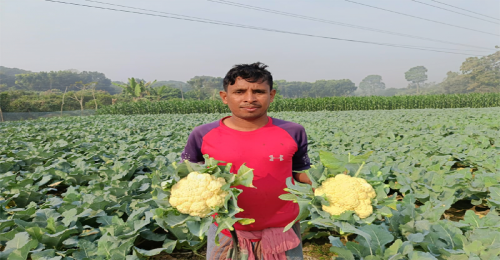 জীবননগরে ফুলকপি চাষে লাভবান হচ্ছেন চাষিরা