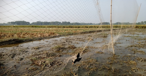 জীবননগরে চেচোগাড়ি বিলে পাখি শিকার বন্ধে জরুরি ব্যবস্থা গ্রহণ 