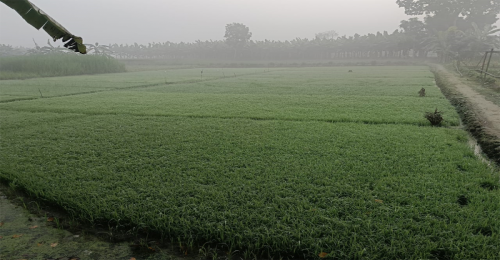 জীবননগরে ঘন কুয়াশায় বোরো ধানের বীজতলা নিয়ে দুশ্চিন্তায় চাষিরা
