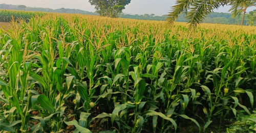 জীবননগরে রেকর্ড পরিমাণ ভুট্টা চাষ