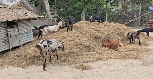জমি বিরোধে চার বিঘা মসুর কাটার অভিযোগ, কৃষক নিখোঁজ