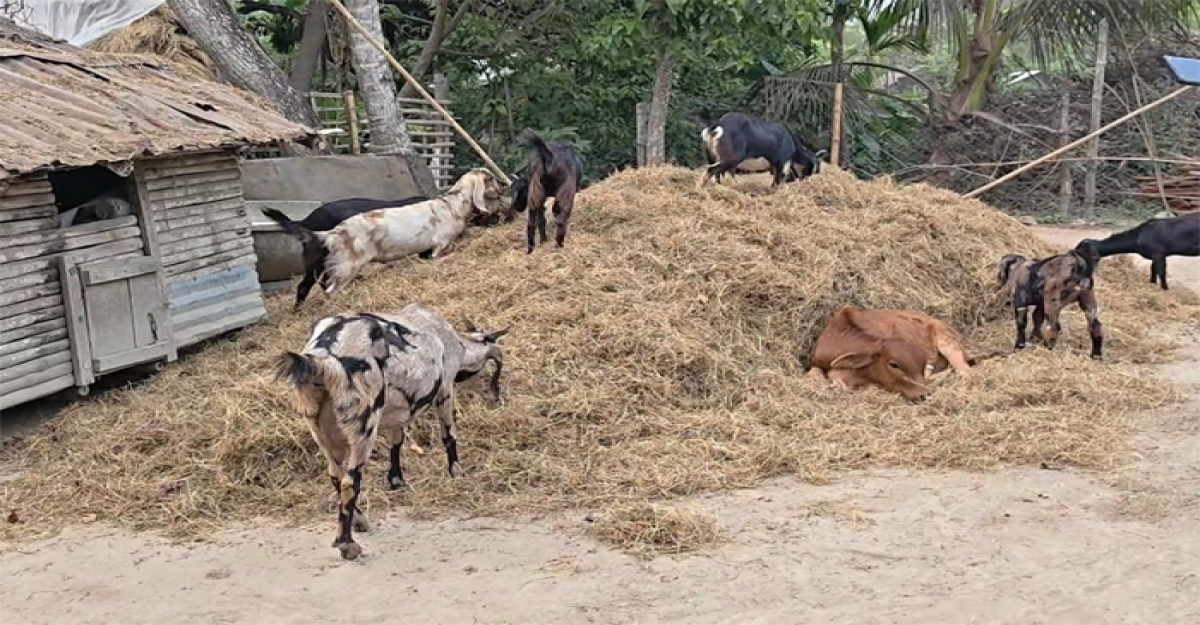 জমি বিরোধে চার বিঘা মসুর কাটার অভিযোগ, কৃষক নিখোঁজ