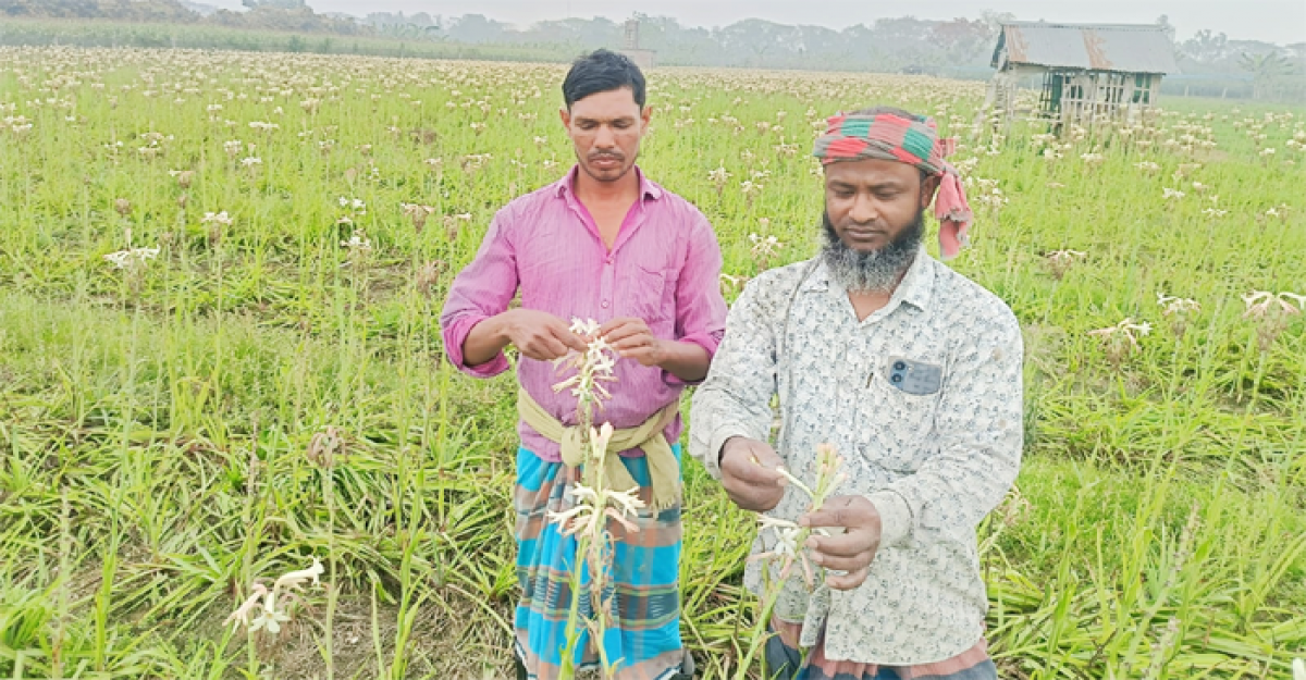 জীবননগরে রজনীগন্ধা ফুল চাষ করে লাভবান হচ্ছেন চাষি