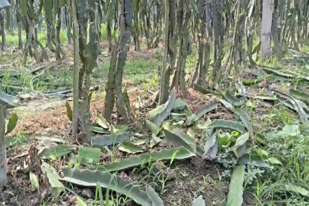 জীবননগরে ১৩০০ ড্রাগন গাছ কেটে দিলো দুর্বৃত্তরা