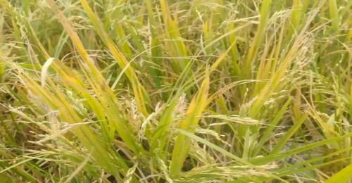 মদনে ঝড়ে বাড়িঘর লন্ডভন্ড, শিলাবৃষ্টিতে বোরো ধানের ক্ষতি