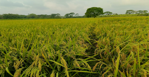 জীবননগরে বোরোধানের বাম্পার ফলনের সম্ভাবনা, ঝড় ও শিলাবৃষ্টিতে দুশ্চিন্তায় চাষিরা