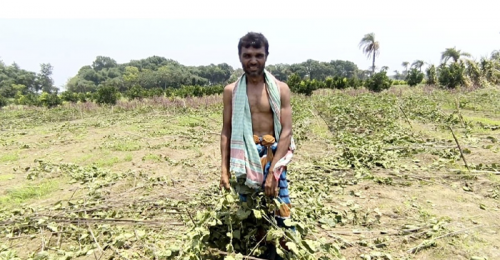জীবননগরে ইজারাকৃত কৃষকের পটল গাছ কেটে দিলেন মালিকপক্ষ