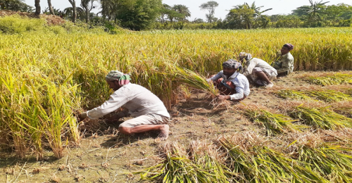 সোনালী ধানের শীষে কৃষকের অমলিন হাসি