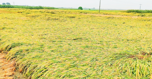জীবননগরে পাঁকা ধান নিয়ে বিপাকে চাষিরা