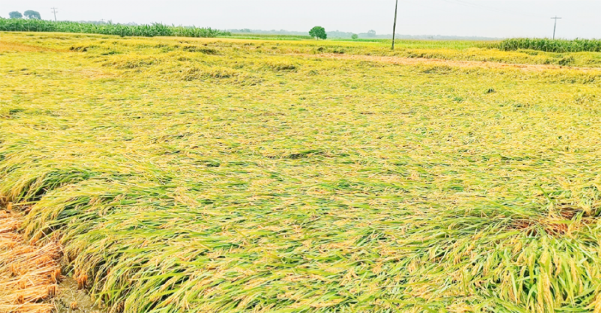 জীবননগরে পাঁকা ধান নিয়ে বিপাকে চাষিরা
