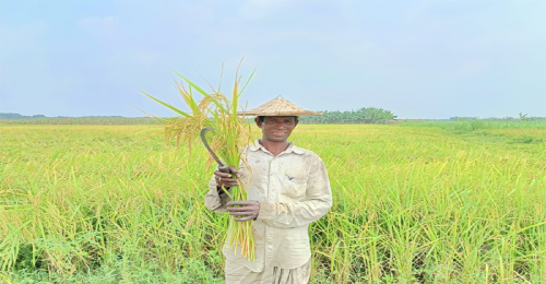 জীবননগরে বোরো ধান কাটার ধুম, শ্রমিক সংকটে দুশ্চিন্তায় চাষিরা