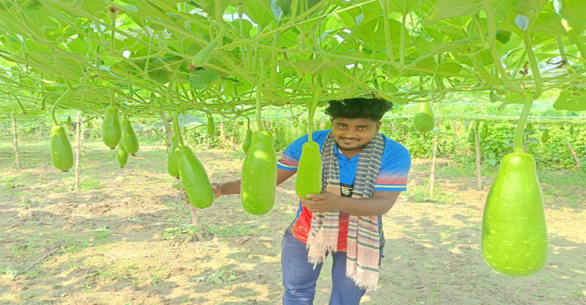 জীবননগরে মাচা পদ্ধতিতে লাউ চাষ করে সফলতার স্বপ্ন দেখছেন কৌশিক 