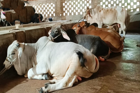 গরুর ‘আবাসিক হোটেল’, সিট ভাড়া ৫০০ টাকা 
