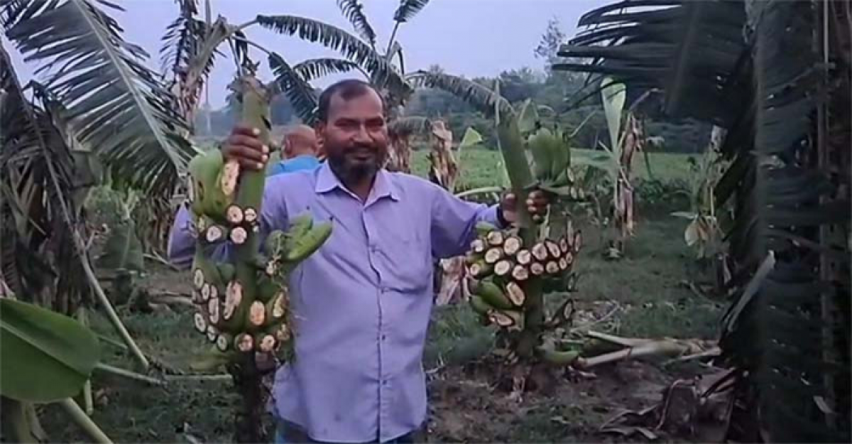 চুয়াডাঙ্গায় কৃষকের দেড় বিঘা জমির কলাবাগান কেটে তছনছ