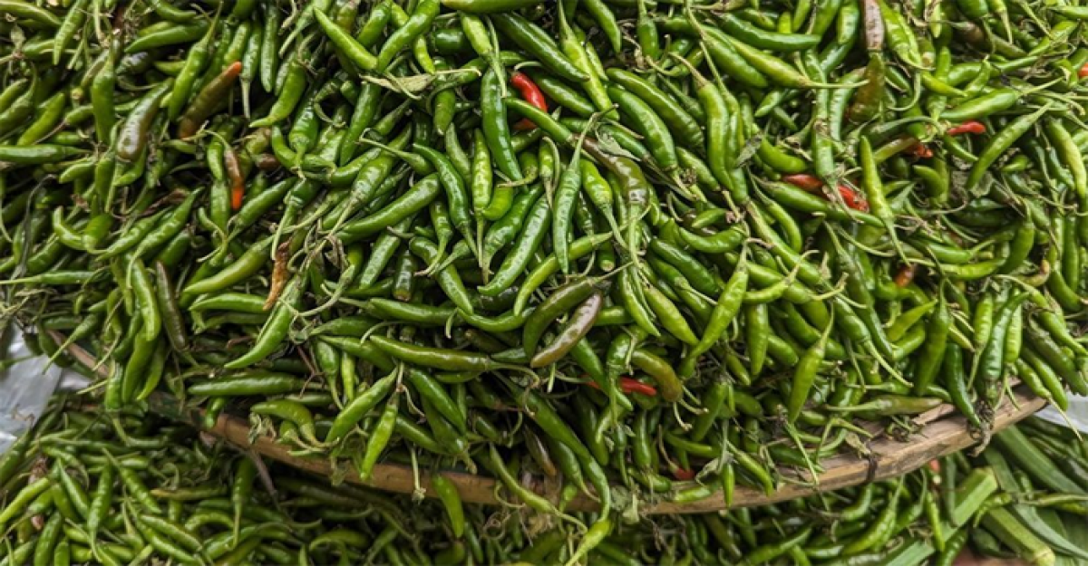 কাঁচামরিচ আমদানির অনুমতি দিল সরকার