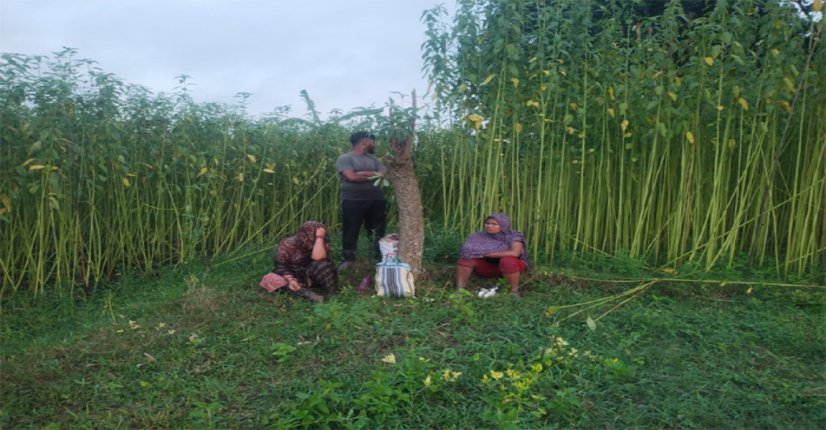 জীবননগর সীমান্তে বিএসএফের পুশইন চেষ্টা, প্রতিহত করলো বিজিবি
