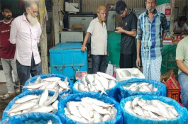 চাঁদপুরে তিন মণ আলুর দামে এক কেজি ইলিশ 
