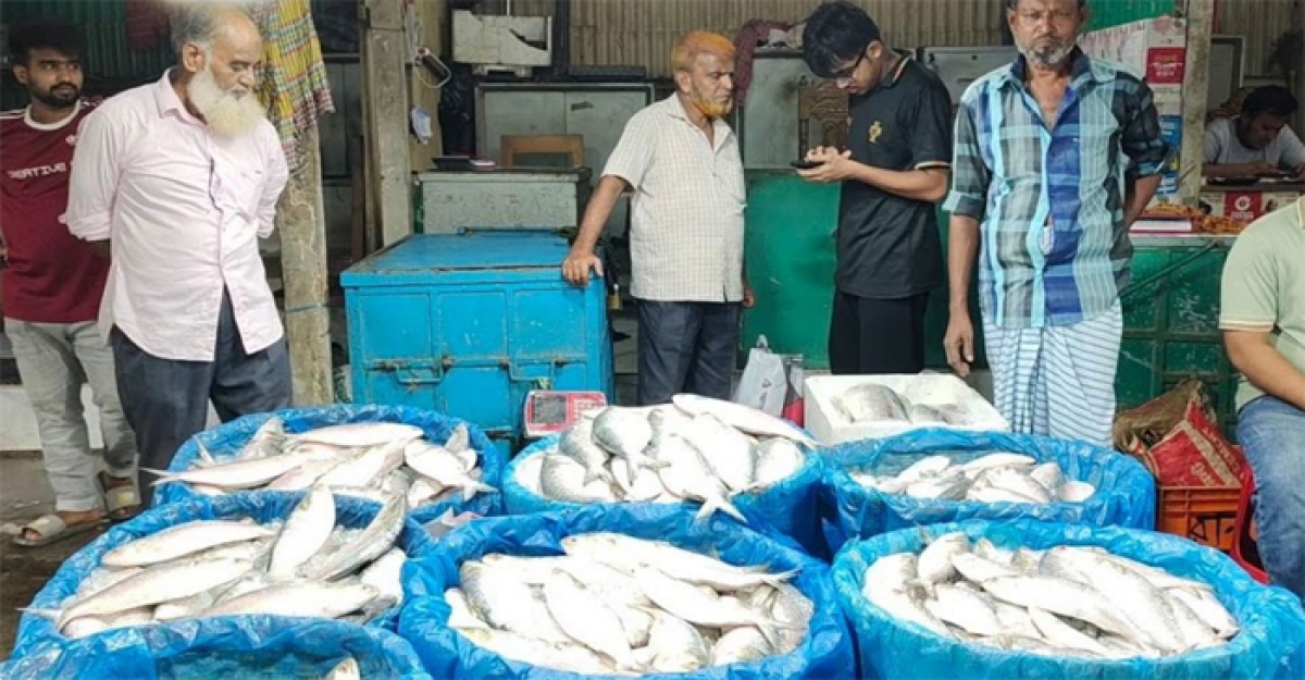 চাঁদপুরে তিন মণ আলুর দামে এক কেজি ইলিশ 