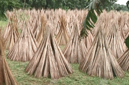 জীবননগরে কদর বেড়েছে পাটকাঠির